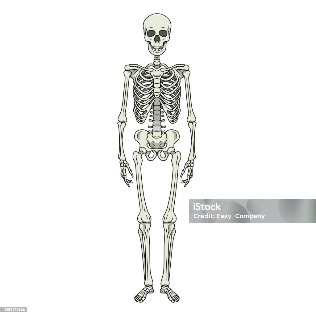 Color vector illustration of childrens activity coloring book pages with pictures of orange skeleton stock illustration