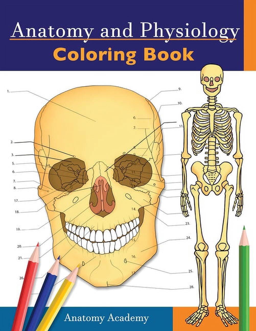 Anatomy and physiology coloring book incredibly detailed self