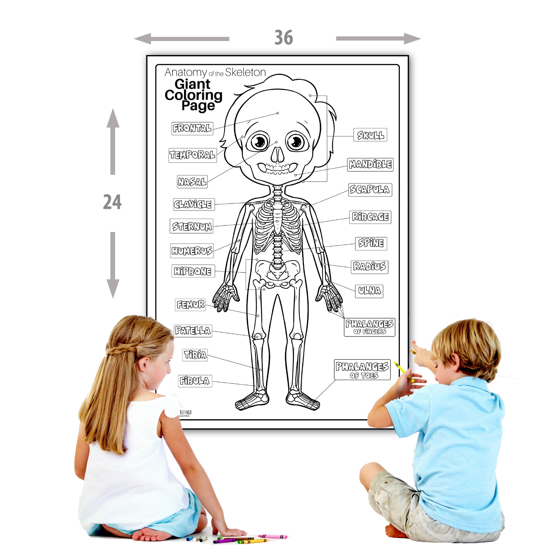 Human anatomy skeleton large coloring page for kids young n refined â young n refined