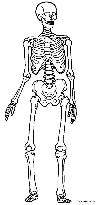 Printable skeleton coloring pages for kids coolbkids anatomy coloring book skull coloring pages printable coloring pages