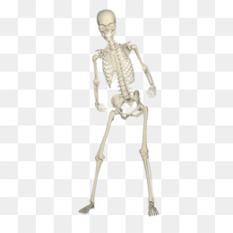 Dancing skeleton png