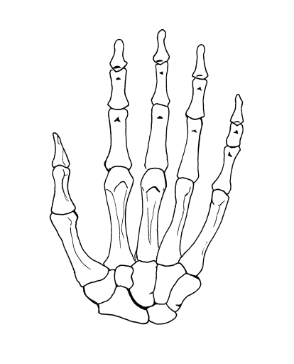 A free worksheet anatomy of the hand
