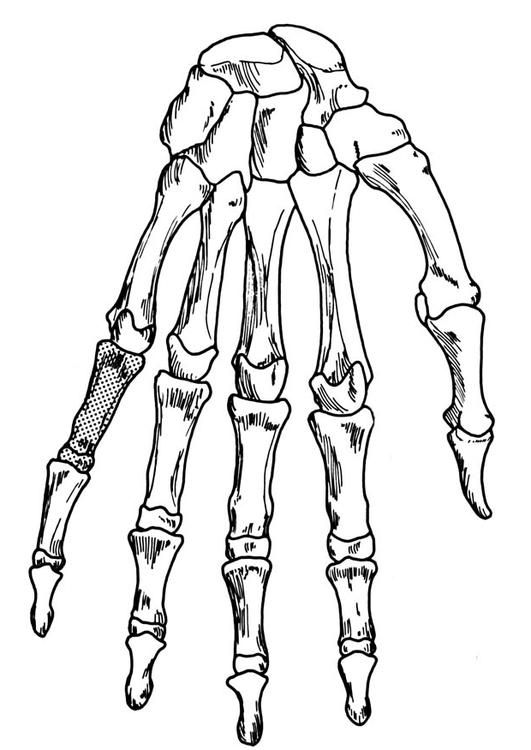 Hand