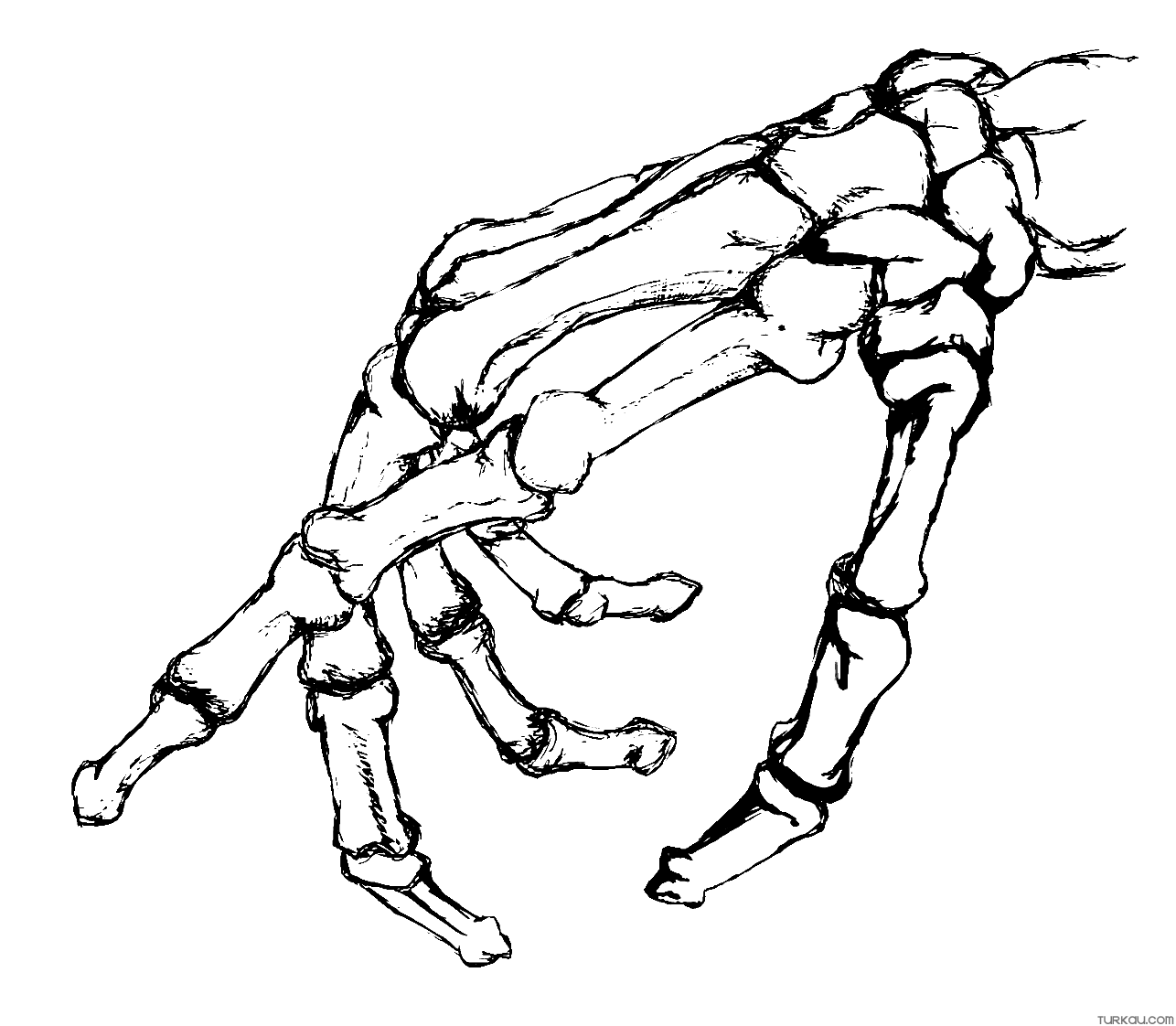 Skeleton hand coloring page