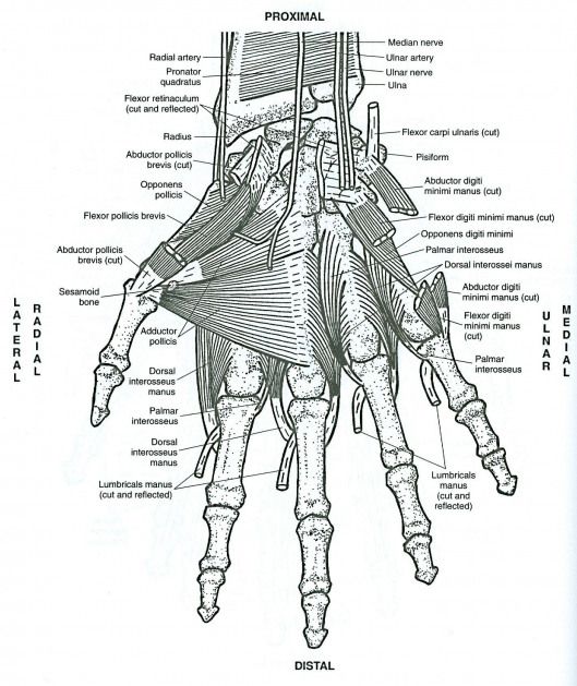 Anatomy coloring sheets hand
