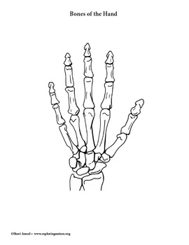 Skeletal system diagrams and just bones labeling pages