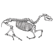 Best skeleton coloring pages for your toddler