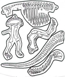 Printable skeleton craft coloring page crafts and worksheets for preschooltoddler and kindergarten