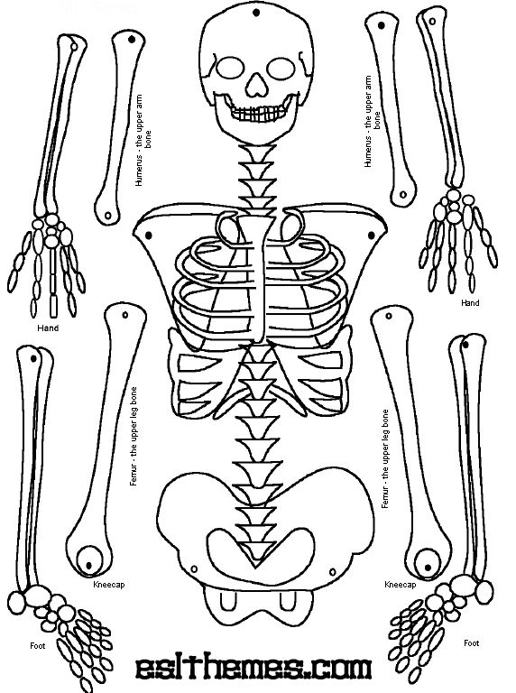 Make a paper skeleton for halloween human body activities skeleton craft human body projects