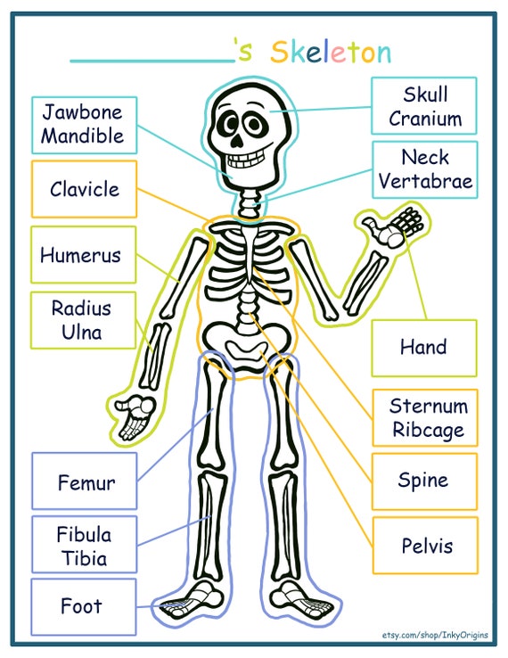Printable skeleton activity pack coloring page kids learning science homeschool learning instant download