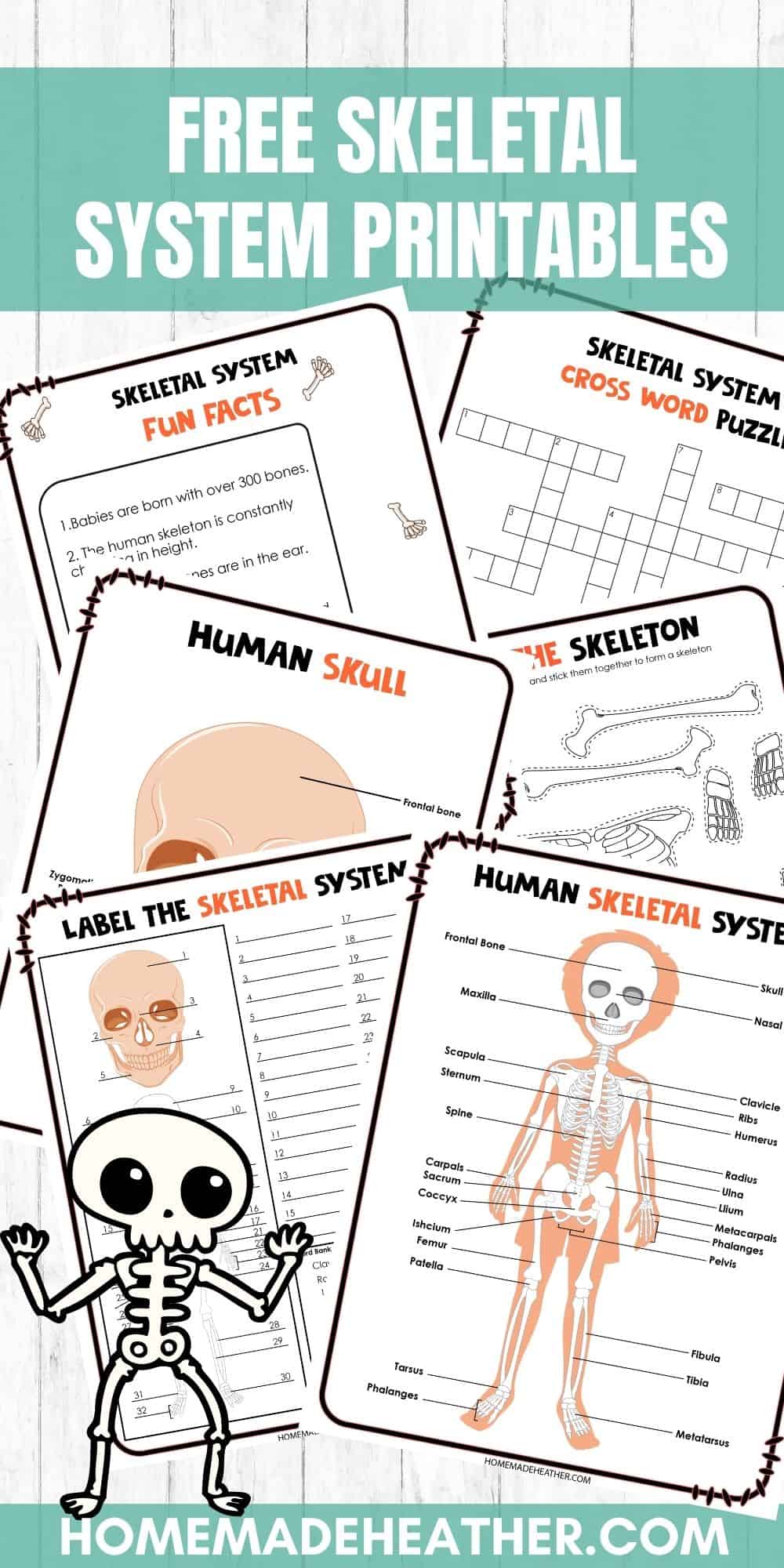 Free skeletal system printable work sheets homemade heather