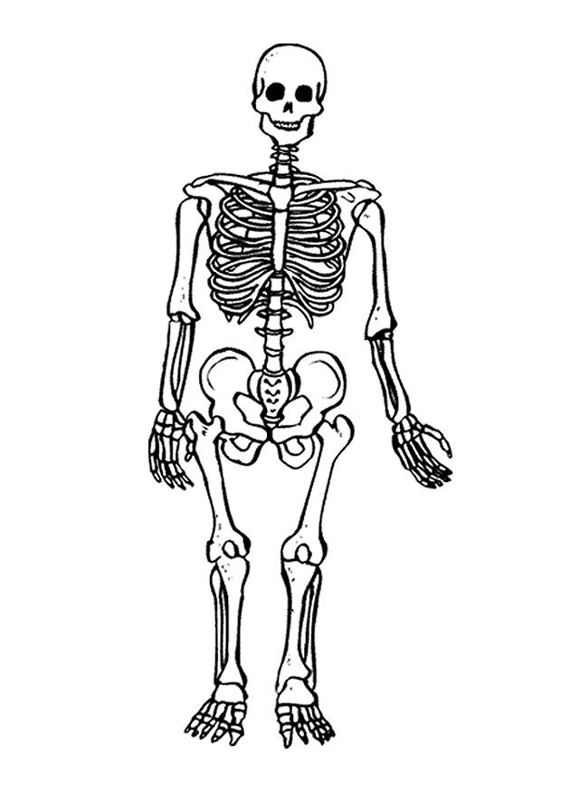 Free printable skeleton coloring pages for kids esqueleto humano pãginas para colorear esqueleto