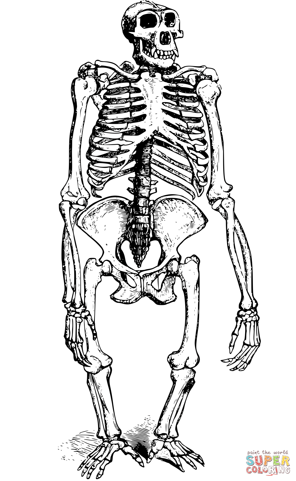 Vintage gorilla skeleton coloring page free printable coloring pages