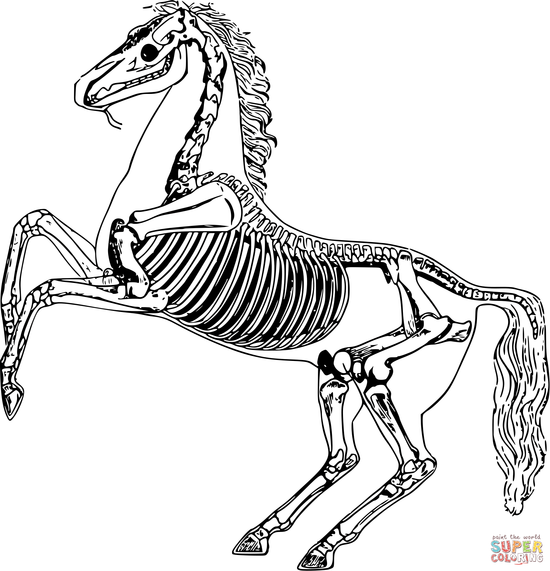 Vintage horse skeleton coloring page free printable coloring pages
