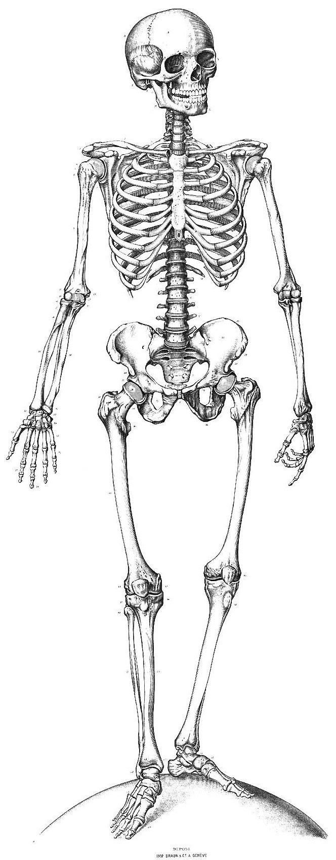 Inspiration skeleton drawings anatomy coloring book human skeleton