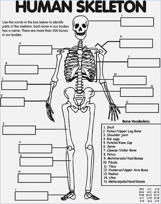 Free printable eleton coloring pages for kids os du corps humain os du corps corps humain