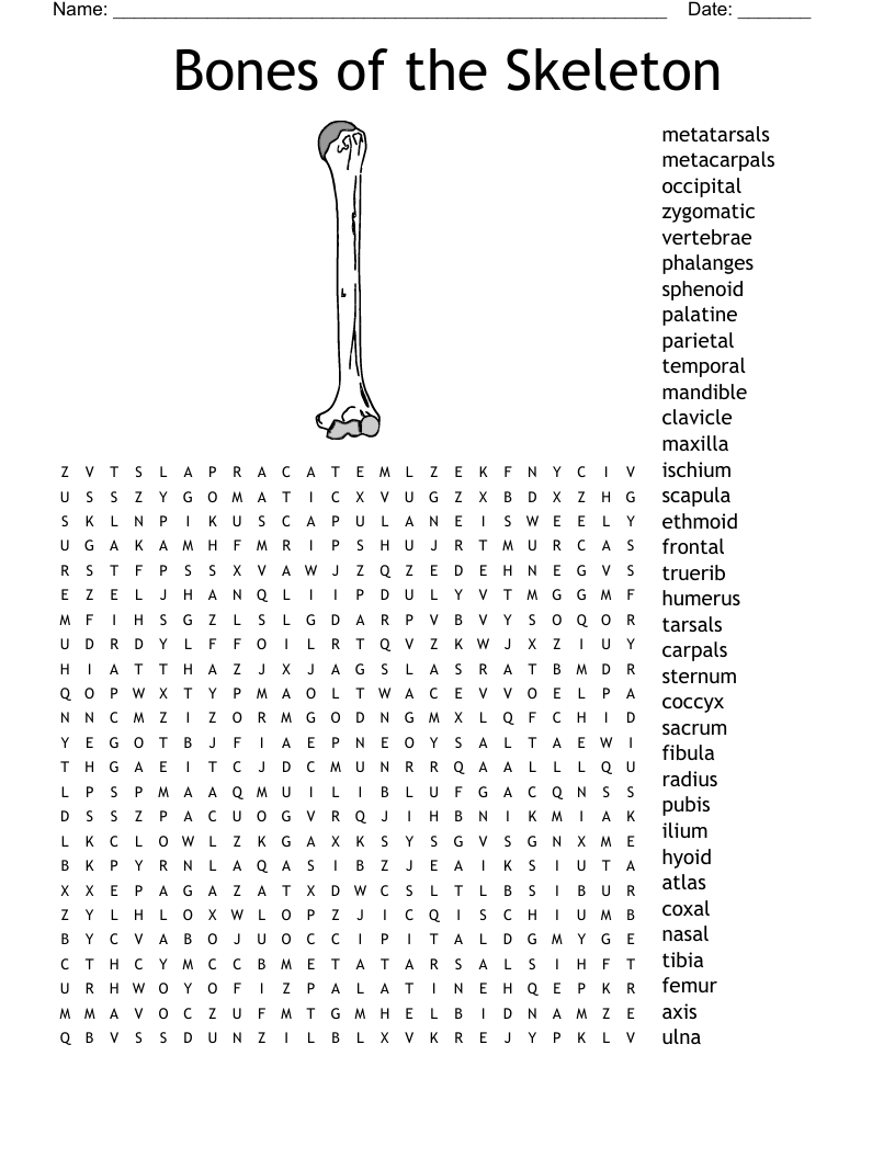 Bones of the skeleton word search