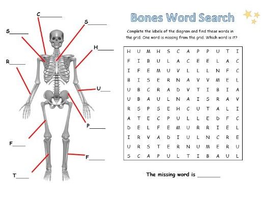 Bones word search teaching resources
