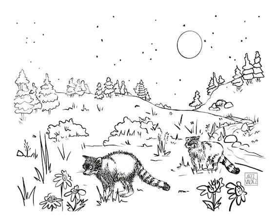 Colorado raccoons in nature coloring page drawing printable black and white illustration