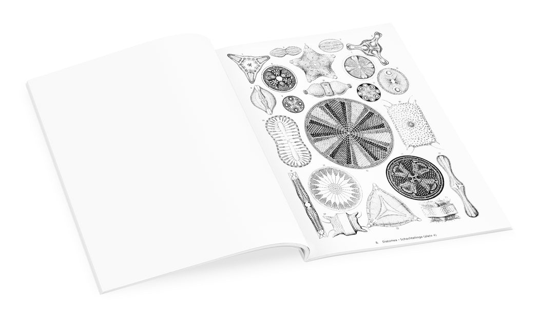 Ernst haeckel art forms in nature coloring book â