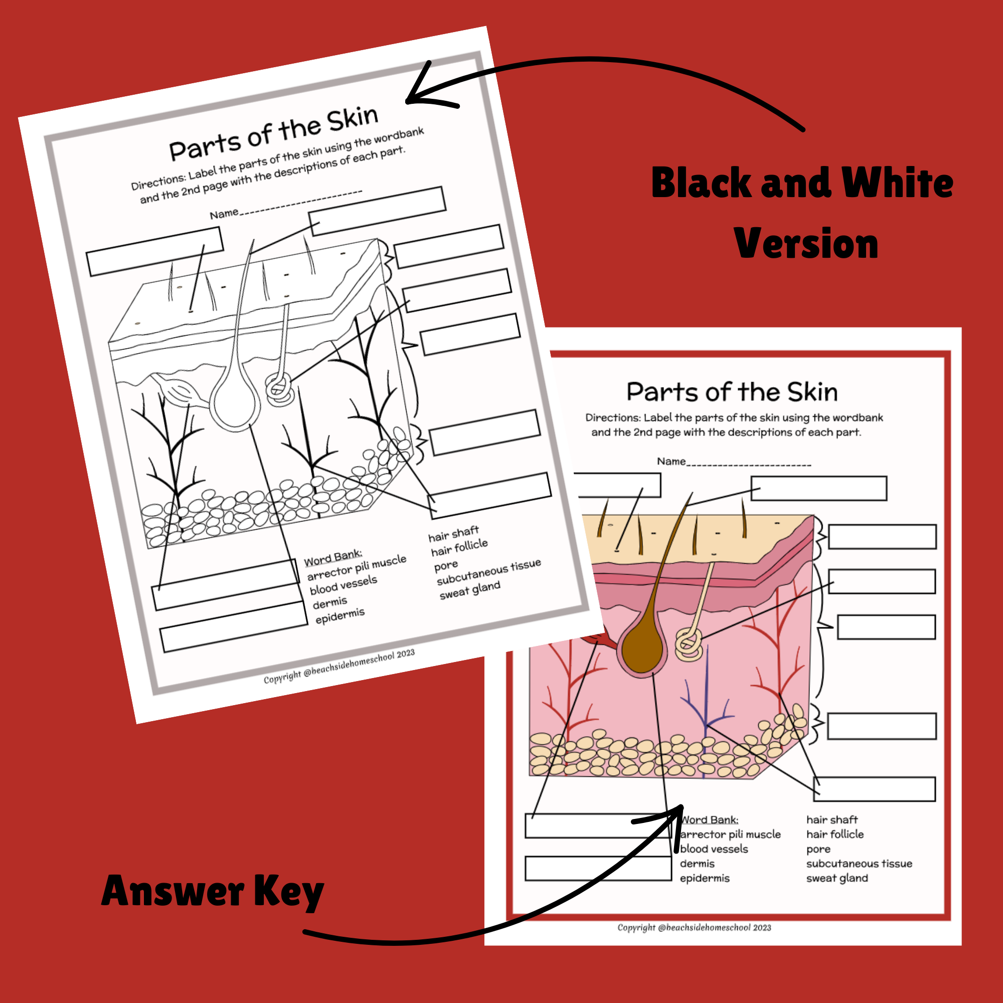 Skin layers parts labeling diagram