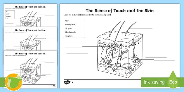 Skin labelled activity worksheet