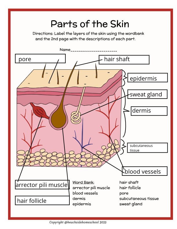 Skin layers parts labeling diagram