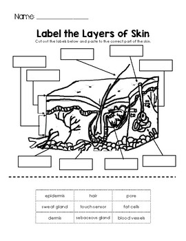 Label the layers of skin by little learning lane tpt