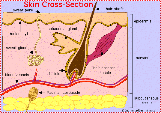 Skin anatomy