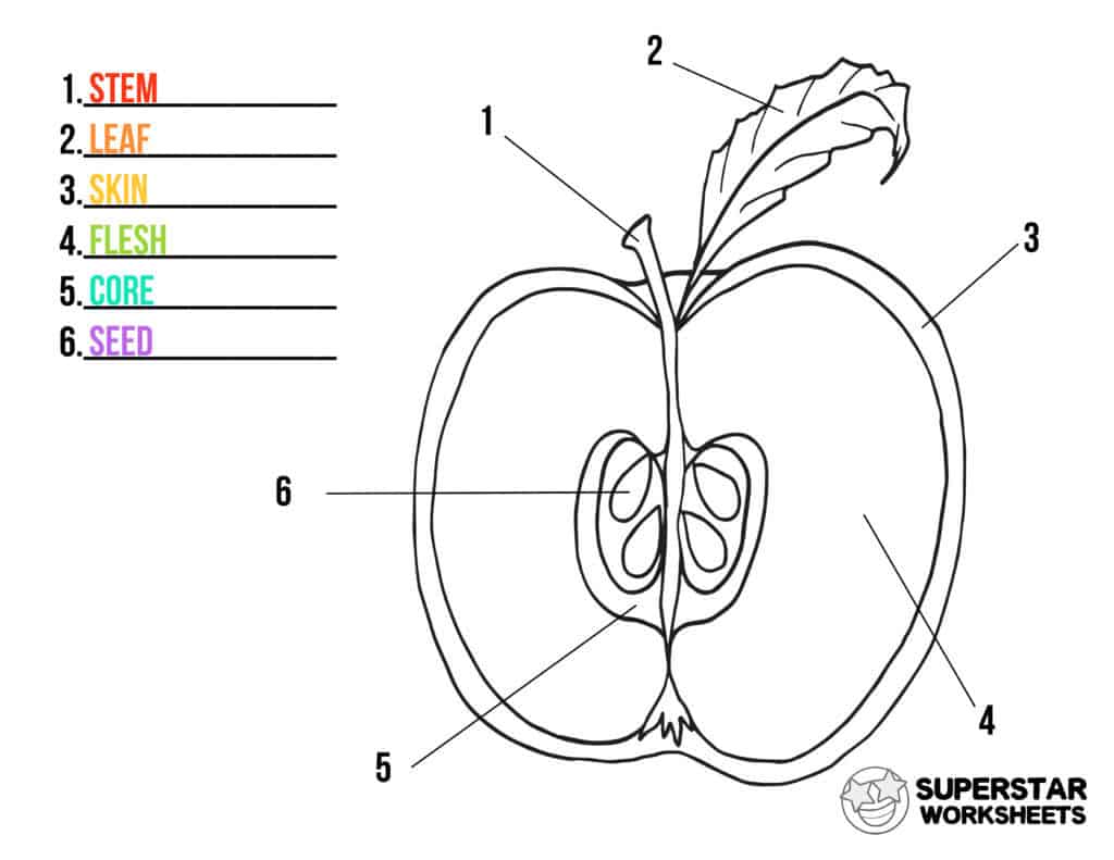 Apple worksheets