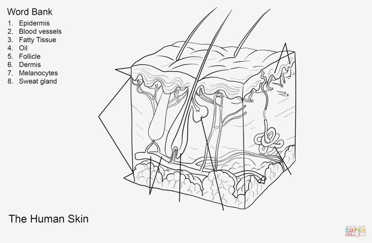 Anatomy coloring pages fresh skin anatomy coloring pages xpire