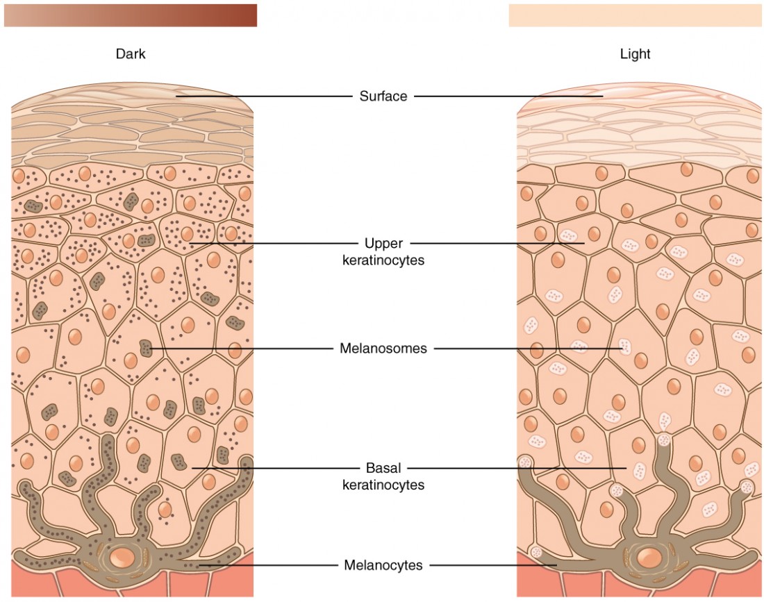 Layers of the skin anatomy and physiology i