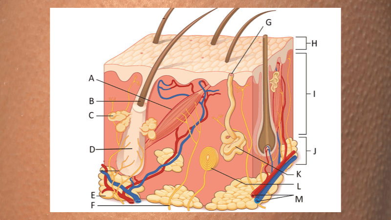 What causes goosebumps â anatomy of skin