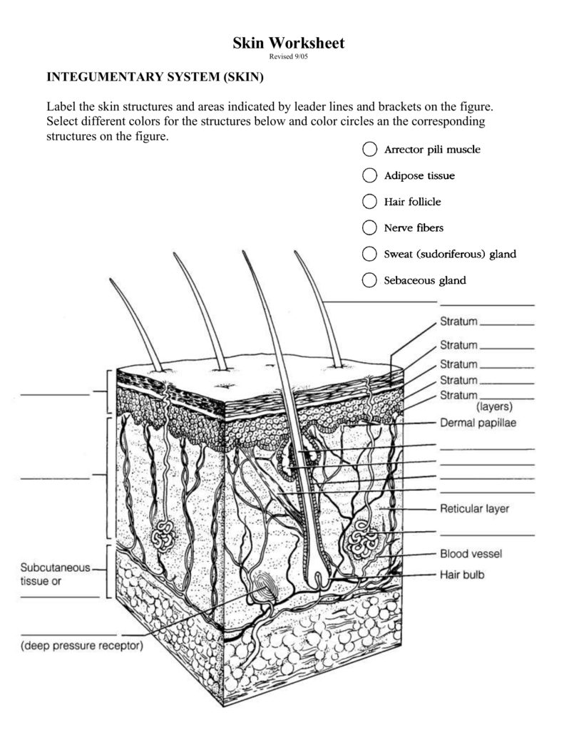 Skin worksheet