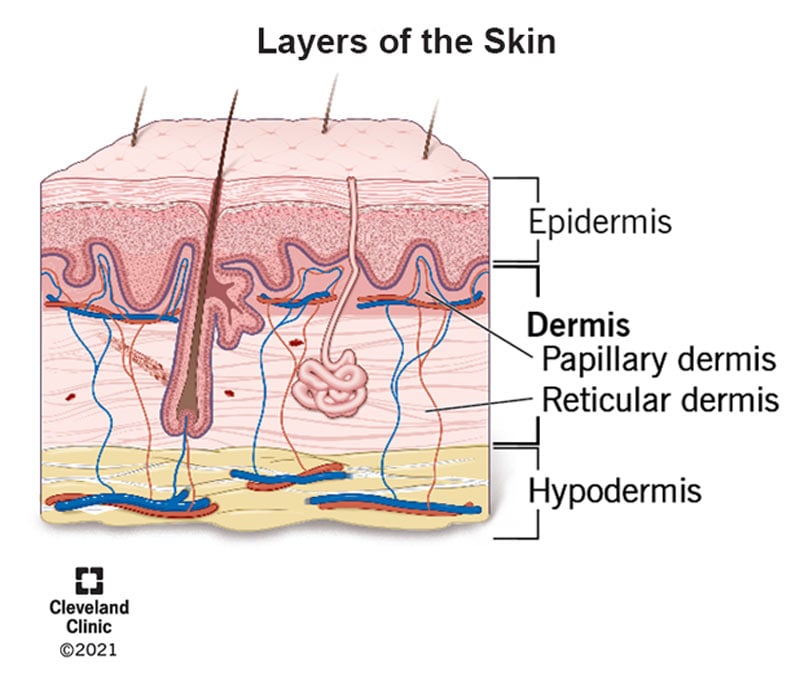 Dermis middle layer of skin layers function structure