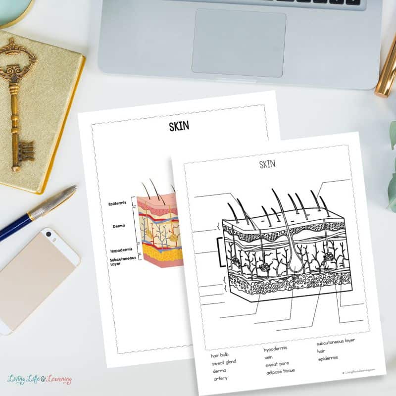 Skin labeling worksheet