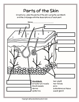 Rdththth skin layers parts labeling diagram