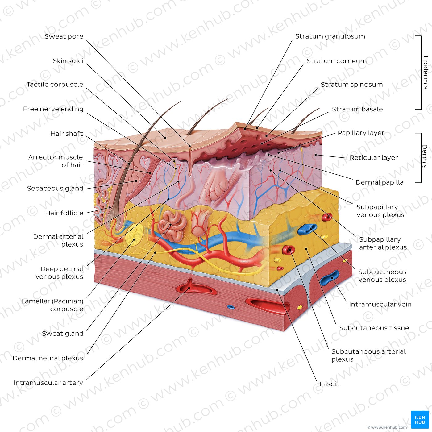 Integumentary system definition diagram and function