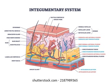 Integumentary system photos and images pictures