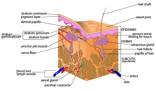 Anatomy of the skin