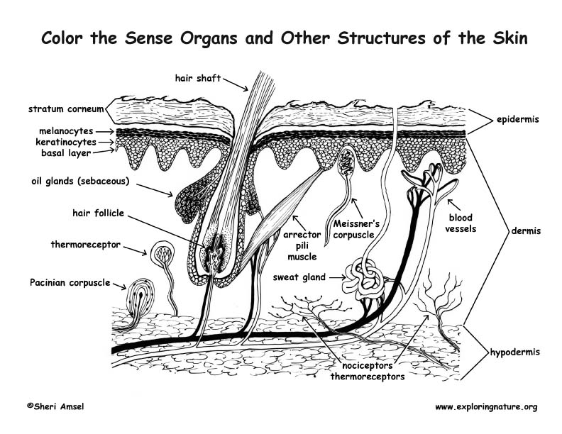Sense ans of the skin â coloring nature