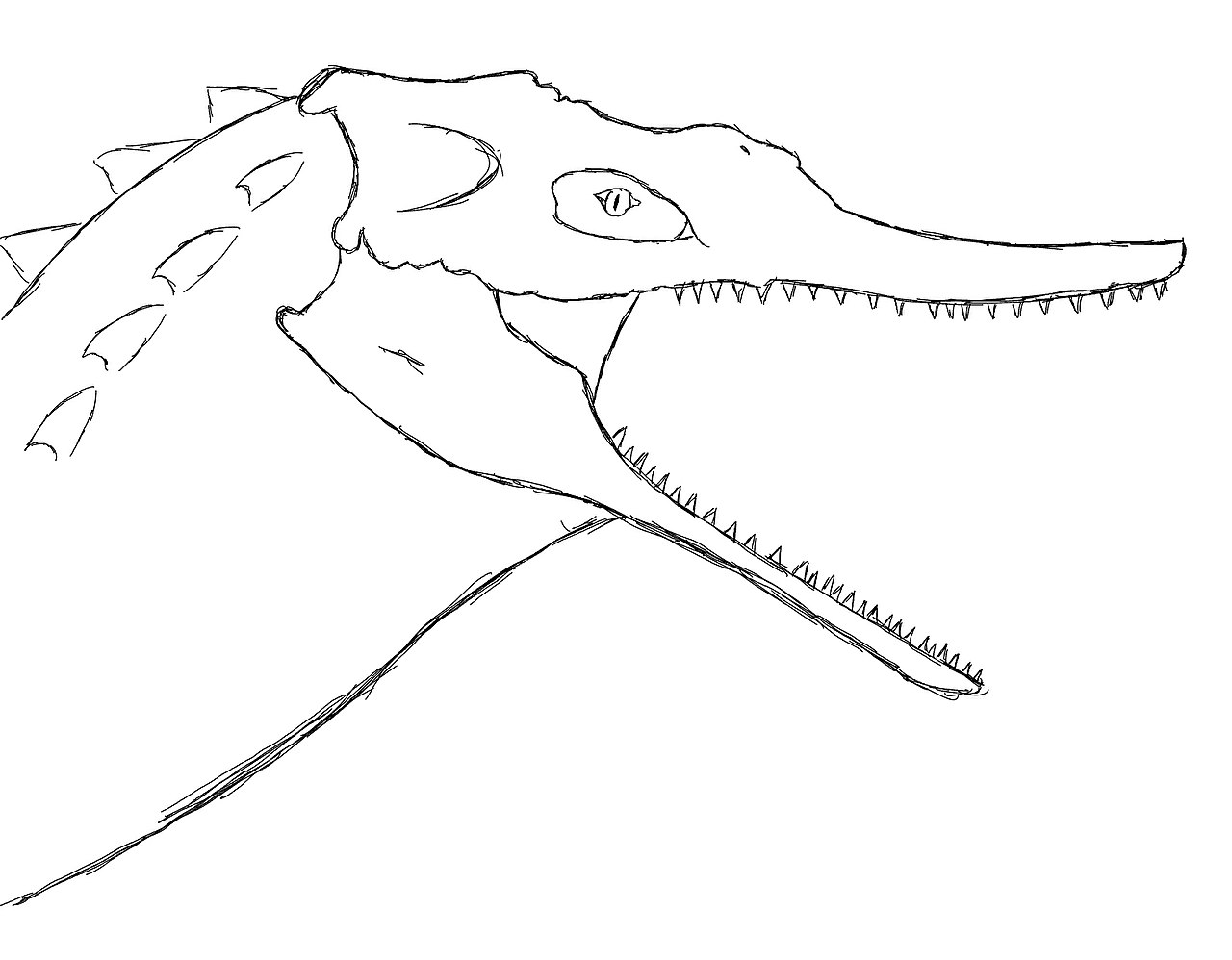 Filea drawing of volcanosuchus statisticaejpg