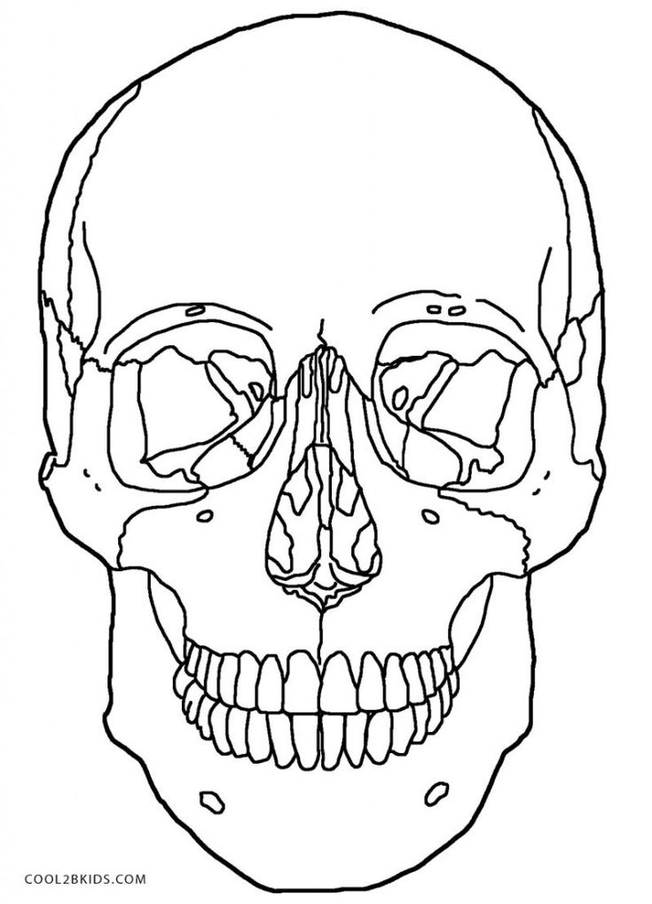 Anatomy skull coloring pages skull coloring pages anatomy coloring book skull anatomy