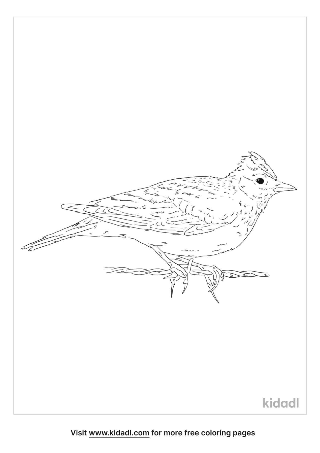 Free skylark coloring page coloring page printables