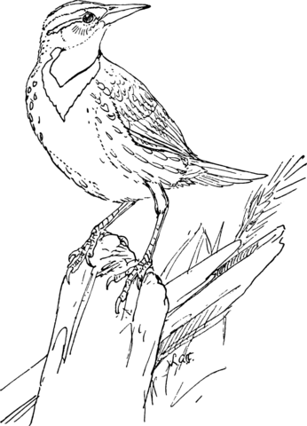Lark coloring pages free coloring pages