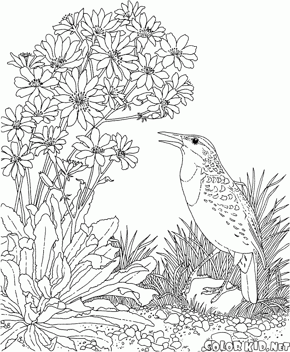 Coloring page