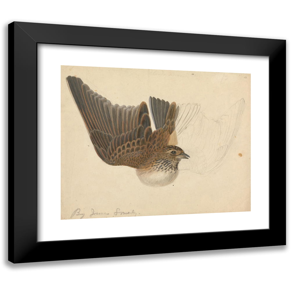 James sowerby x black modern framed museum art print titled