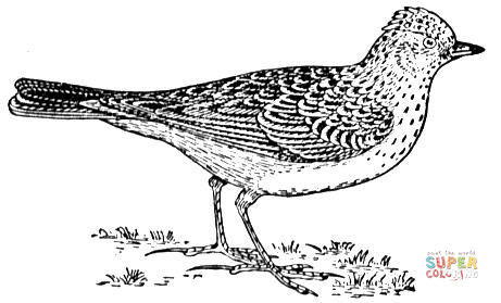 Skylark coloring page free printable coloring pages