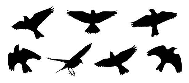 Skylark bird stock illustrations royalty