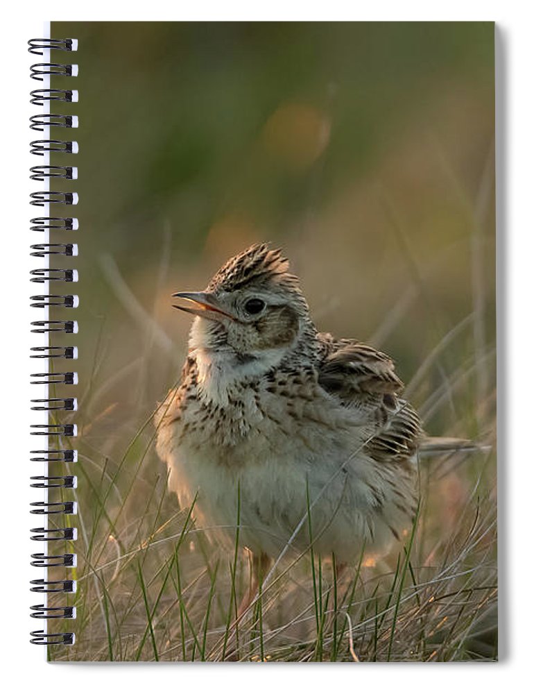Backlit eurasian skylark spiral notebook by darren wilkes